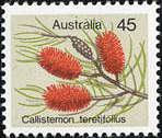 ブラッシノキの一種 Callistemon teretifolius
