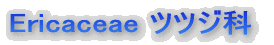 �c�c�W�ȁ@Ericaceae
