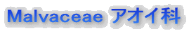 �A�I�C�ȁ@Malvaceae