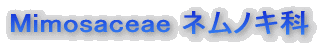 �l���m�L�ȁ@Mimosaceae
