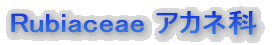 AJlȁ@Rubiaceae