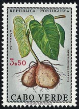 Dioscorea alata