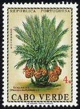 ナツメヤシ Phoenix dactylifera