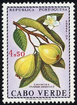 Psidium guajava