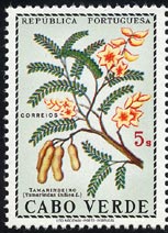 タマリンド Tamarindus indica