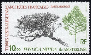 Phylica nitida