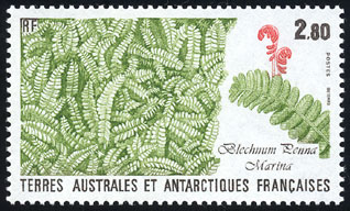 Blechnum penna-marina