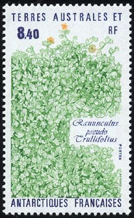 Ranunculus pseudo trullifolius