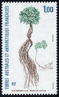 Colobanthus kerguelensis