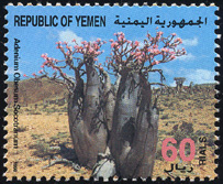 Adenium obesum var. socotranum