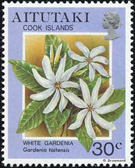 タヒチニアン・ガーデニア　Gardenia taitensis