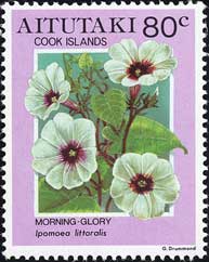 イポモエア・リットラリス Ipomoea littoralis