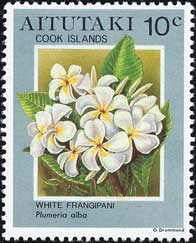 シロバナインドソケイ Plumeria alba