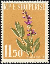 サルビア Salvia officinalis