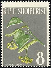 フユボダイジュ Tilia cordata