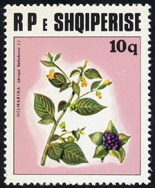 Atropa belladonna