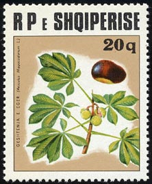 Aesculus hippocastanum