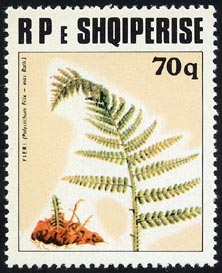 Polystichum filix-mas