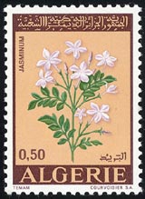 Jasminum officinale