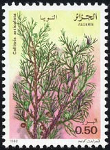 Callitris articulata