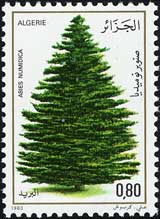 アルジェリアモミ Abies numidica