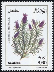 Lavandula stoechas