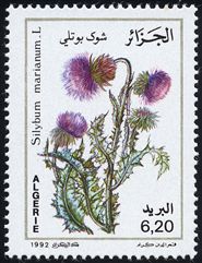 Silybum marianum