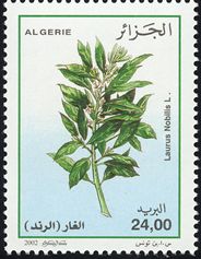 Laurus nobilis