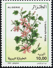 Malva sylvestris