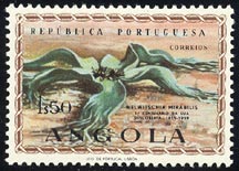 Welwitschia