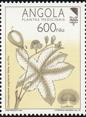 Cochlospermum angolense