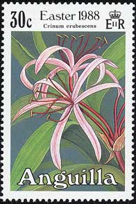 クリヌム・エルベスケンス Crinum erubescens