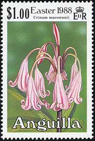 クリヌム・マコワニー Crinum macowanii
