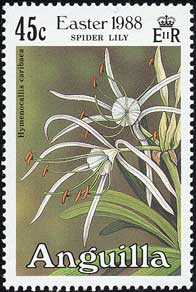 ヒメノカリスの1種 Hymenocallis caribaea