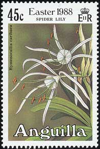 ヒメノカリスの1種　Hymenocallis caribaea