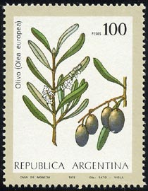 Olea europaea