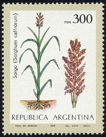 Sorghum caffrorum