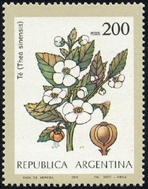 Camellia sinensis