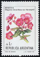 Begonia micranthera