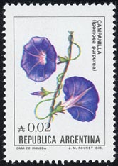 Ipomoea purpurea