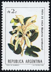 Bauhinia candicans