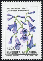 Jacaranda mimosifolia