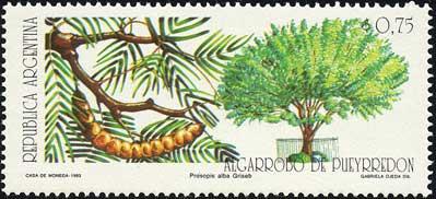プロソピス・アルバ Prosopis alba