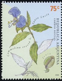 Commelina erecta