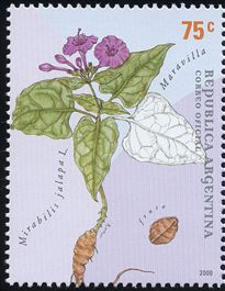 Mirabilis jalapa