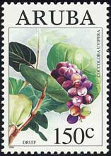 ハマベブドウ Coccoloba uvifera
