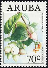アメリカチシャノキ Cordia sebestena