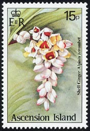 Alpinia zerumbet