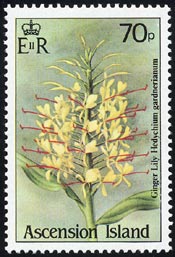 キバナシュクシャ Hedychium gardnerianum