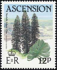 シマナンヨウスギ Araucaria haterophylla